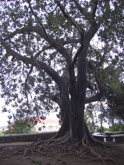 sycamore fig tree. QnA -- Sycamore tree,